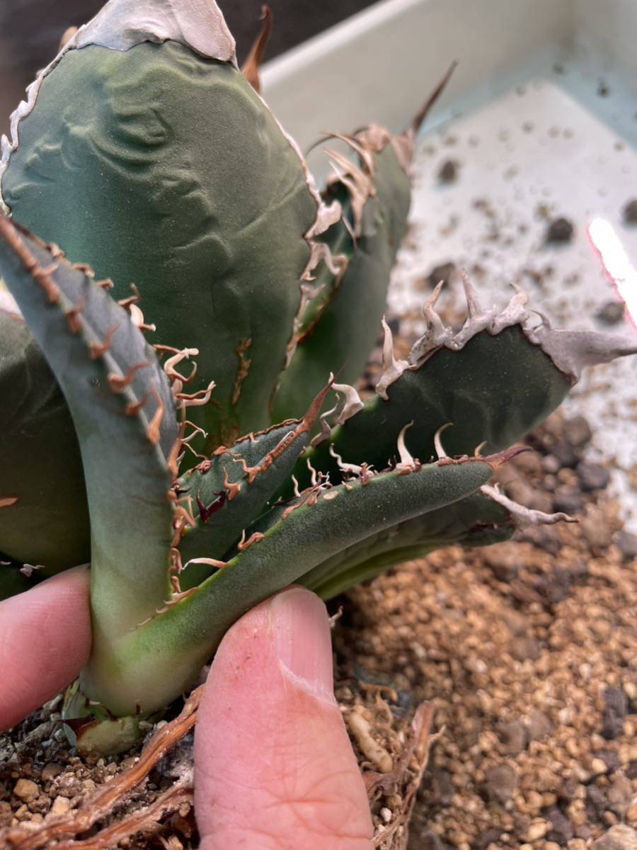 スーパーチタノタ アガベ カクタスグリーン 初子株 agave super titanota cactus greenの画像5