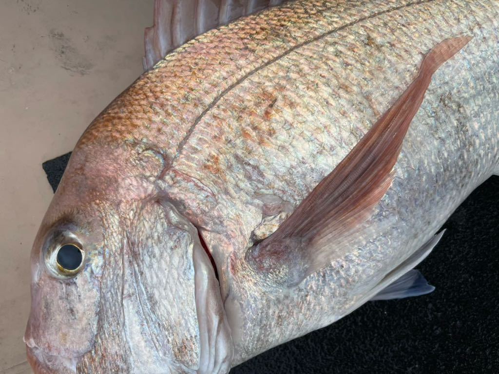 ブリ・タイ・カサゴセット　計約１０キロ　※冷蔵　鮮魚_画像7
