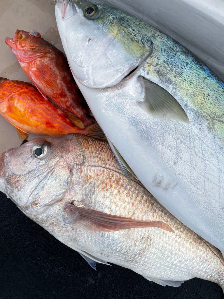 ブリ・タイ・カサゴセット　計約１０キロ　※冷蔵　鮮魚_画像1