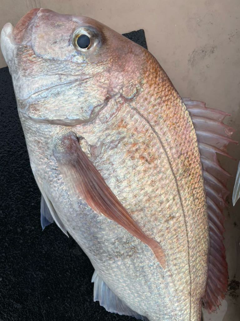 ブリ・タイ・カサゴセット　計約１０キロ　※冷蔵　鮮魚_画像4