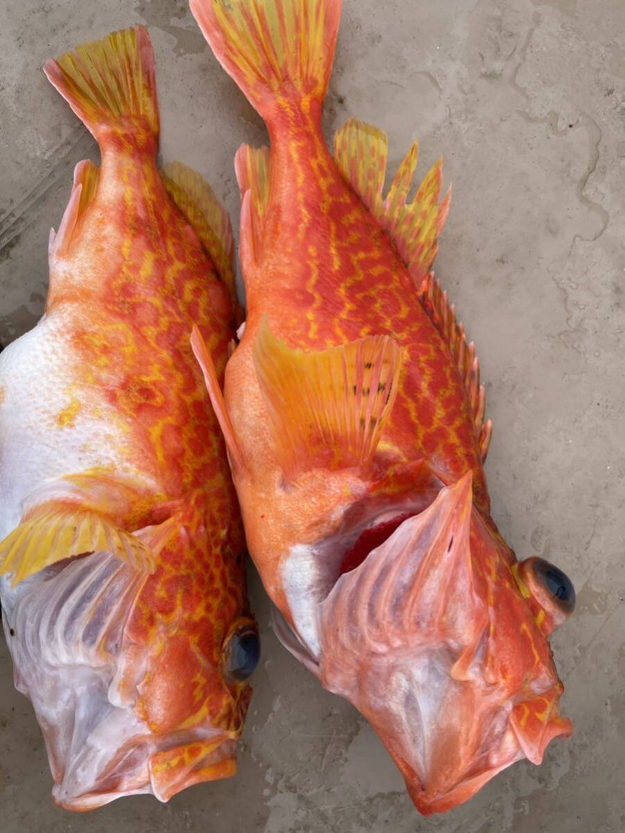 活〆天然カサゴ　２尾　１キロ　冷凍鮮魚_画像4