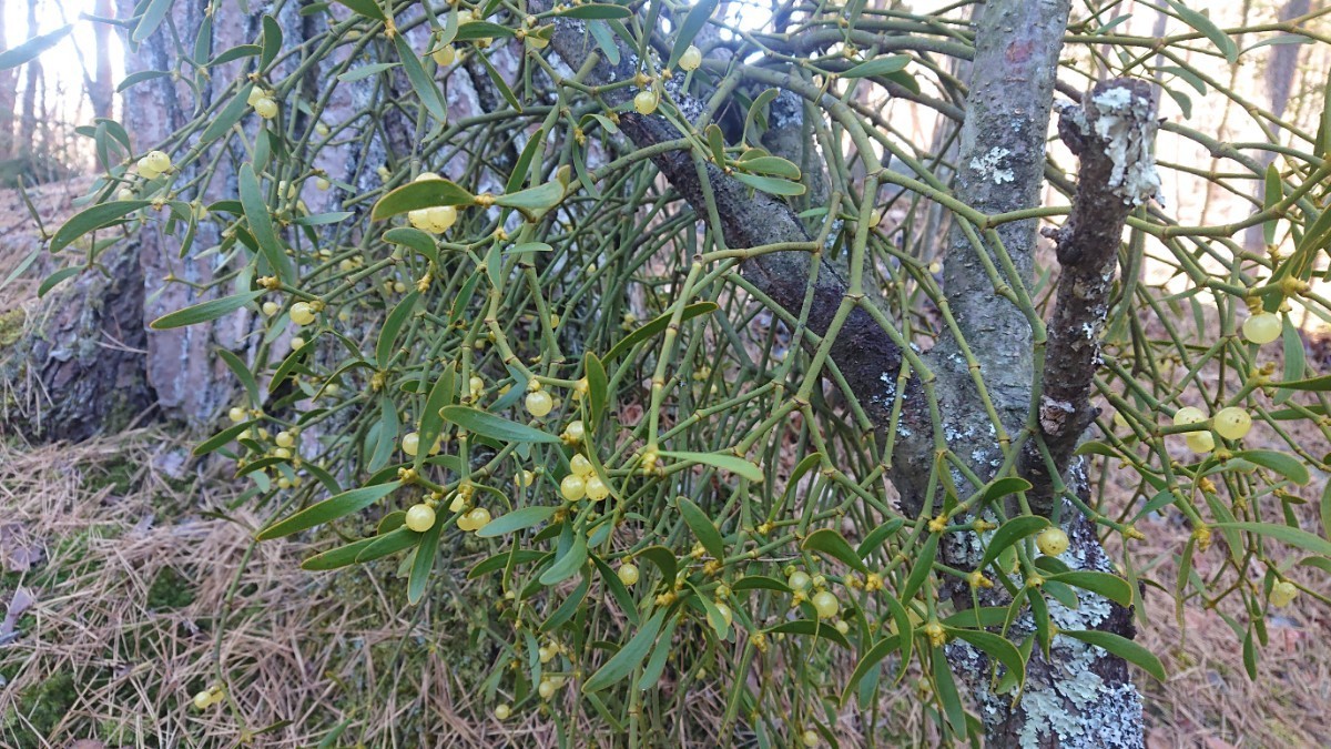 山野草 原野 天然 ヤドリギ 宿り木 苗 クリスマスリース クリスマス 開運 愛の木 風水の画像2