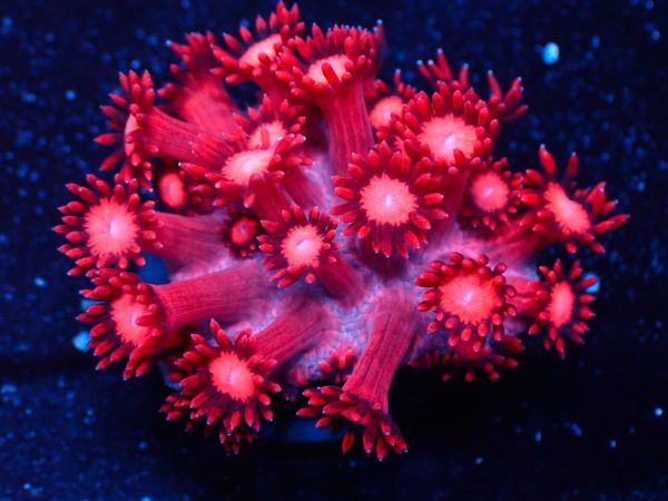 ＊利根川珊瑚店＊　ハナガササンゴ　★ Red Goniopora ハナガサレッド Pink Core ★　＊ サンゴ / coral ＊　M12_画像2