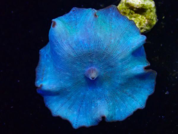＊利根川珊瑚店＊　ディスクコーラル　★ 綺麗 Super Blue Mushroom 大きさ約３cm ★　送料割引キャンペーン　＊ サンゴ / coral ＊　M27_画像1