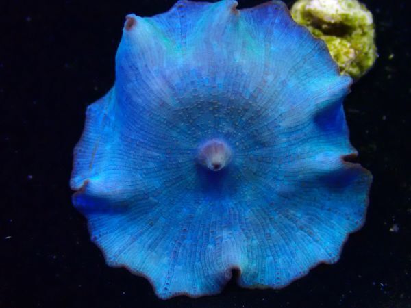 ＊利根川珊瑚店＊　ディスクコーラル　★ 綺麗 Super Blue Mushroom 大きさ約３cm ★　送料割引キャンペーン　＊ サンゴ / coral ＊　M27_画像2