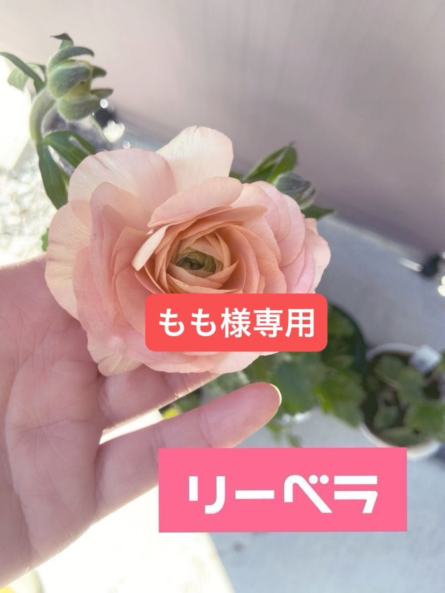 成約済み【近日出品停止】【バラ売り不可】ラナンキュラス 成約済み【近日出品停止】【バラ売り不可】ラナンキュラス