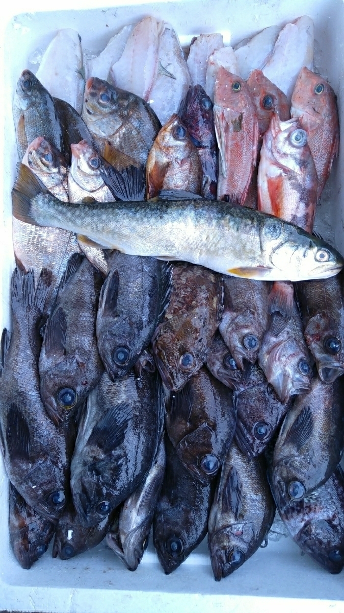(.) fresh fish .. fish 1.0kg998 jpy prompt decision 