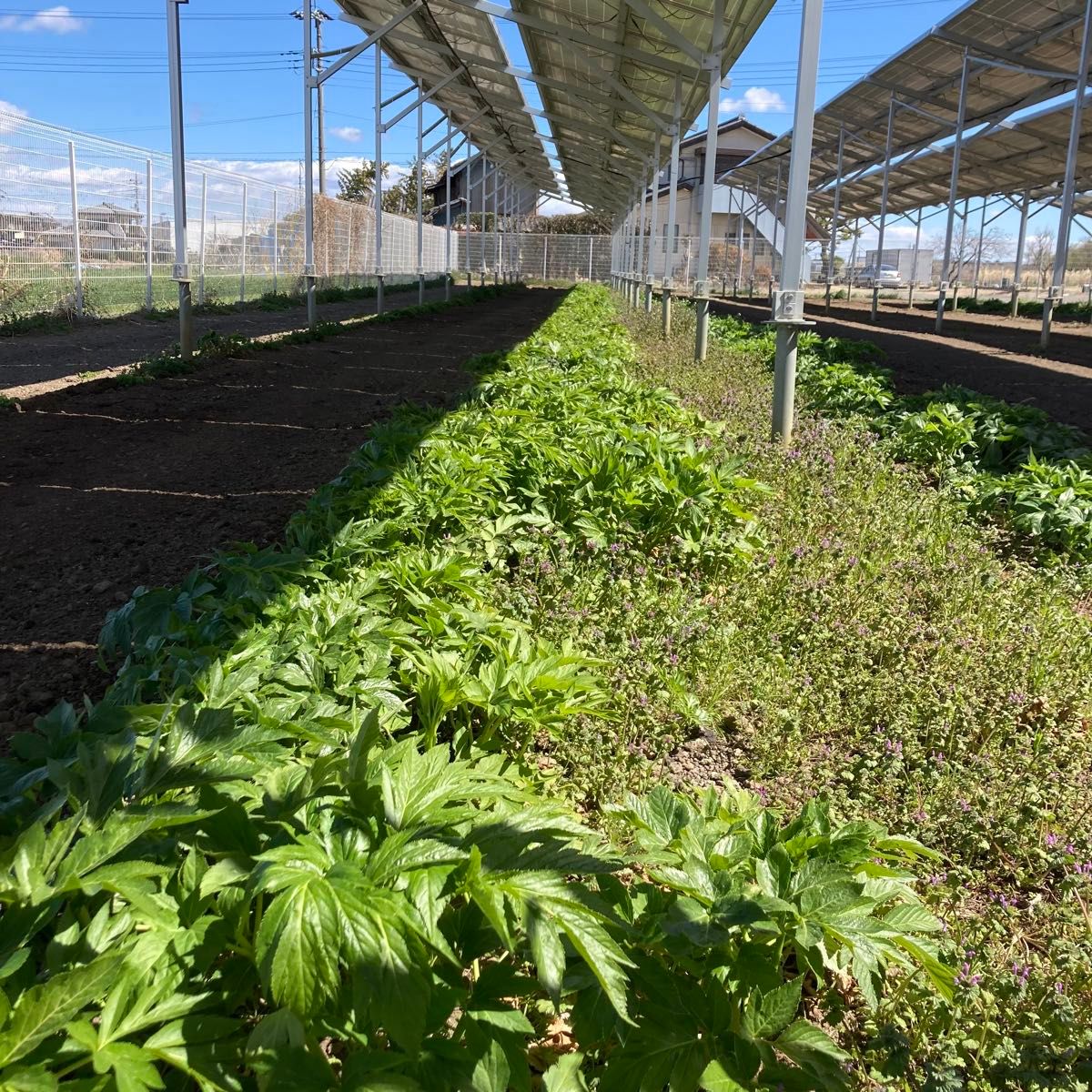 日本一の品質を自負するLeafの農薬・化学肥料不使用の明日葉パウダー100ｇ1袋