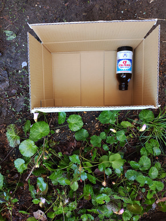 イワウチワ　　25.5ｃｍ×17.5cmの箱に箱詰め　　　　　　　　　　　　山野草_発送する箱のサイズです