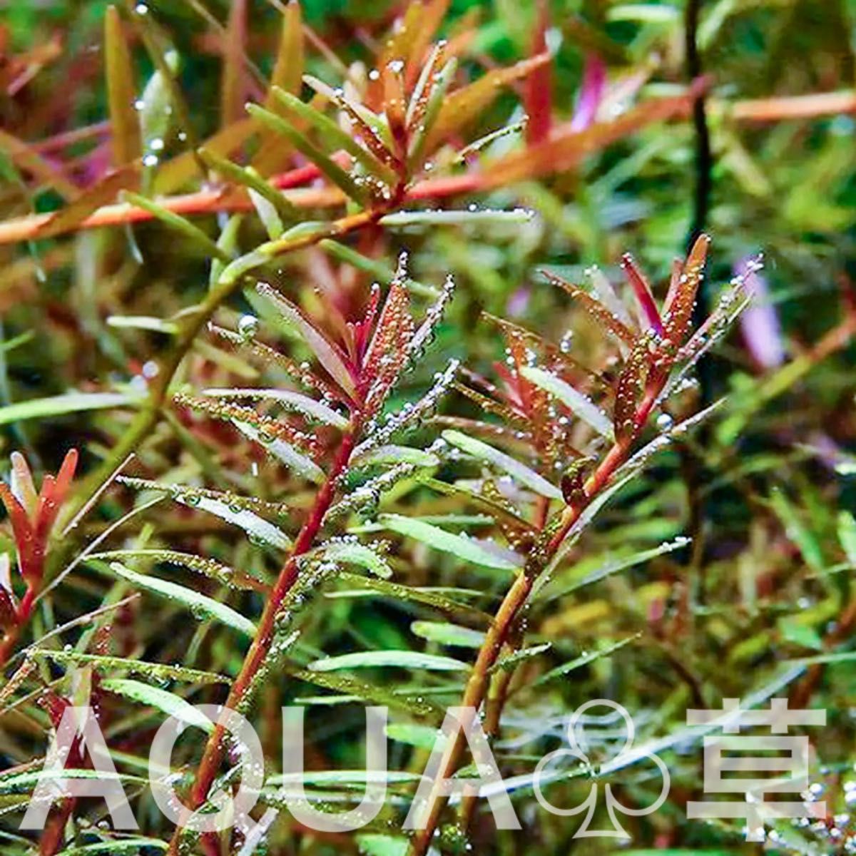 【希少】ロタラ sp. レインボー 10本5cm~ 水中葉