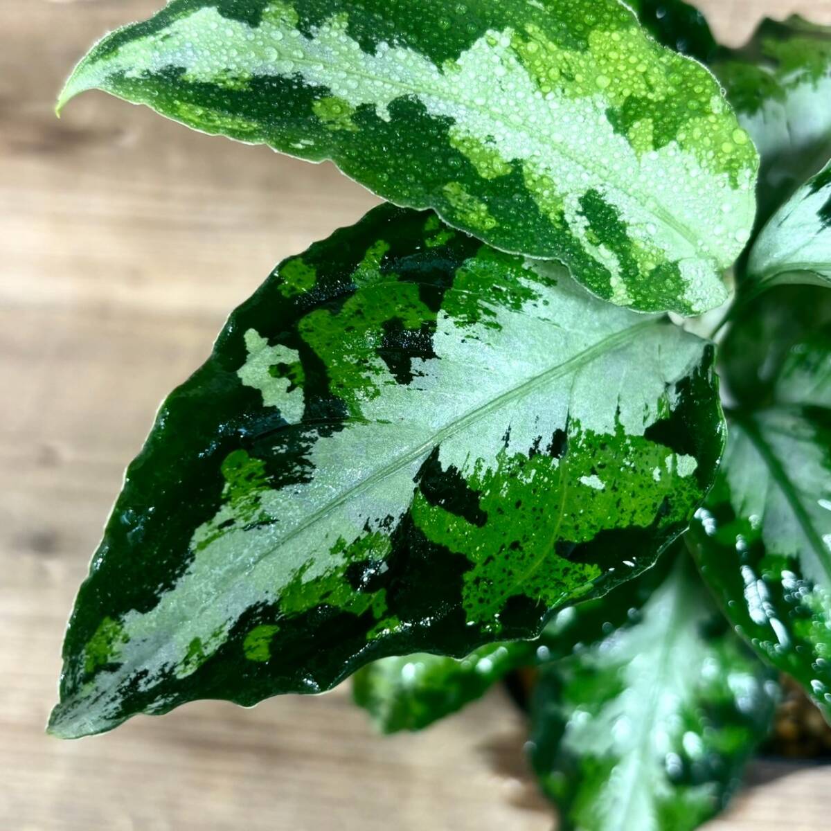 1031 アグラオネマ ピクタム 増殖株 Aglaonema pictum tricolor 熱帯植物 インドネシアの画像2