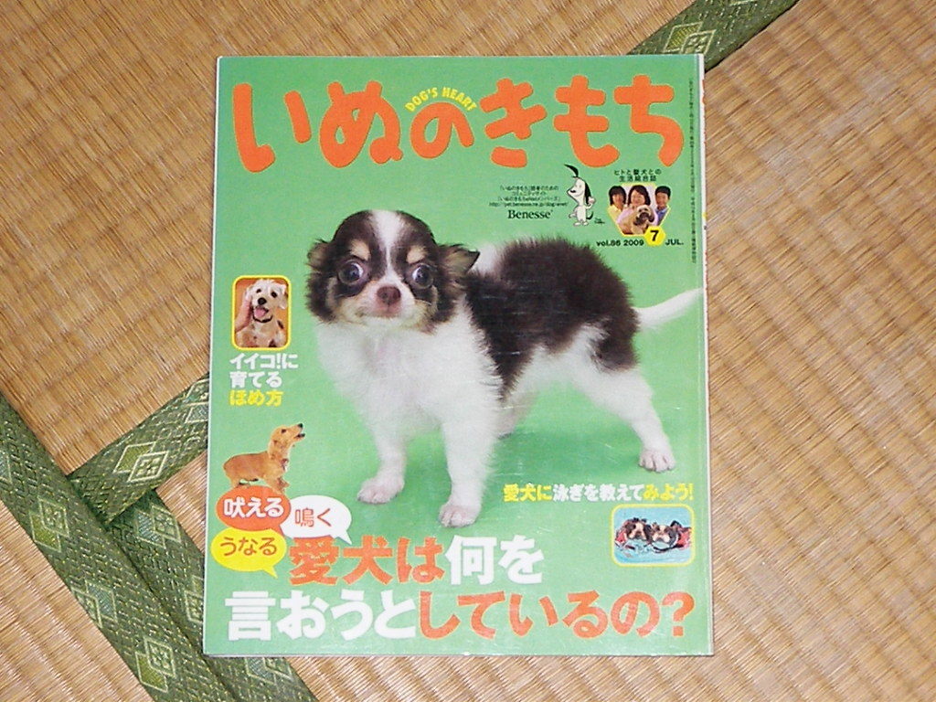 いぬのきもち2009.7月号 愛犬に泳ぎ方を教えてみよう！ 付録なし 美品_画像1