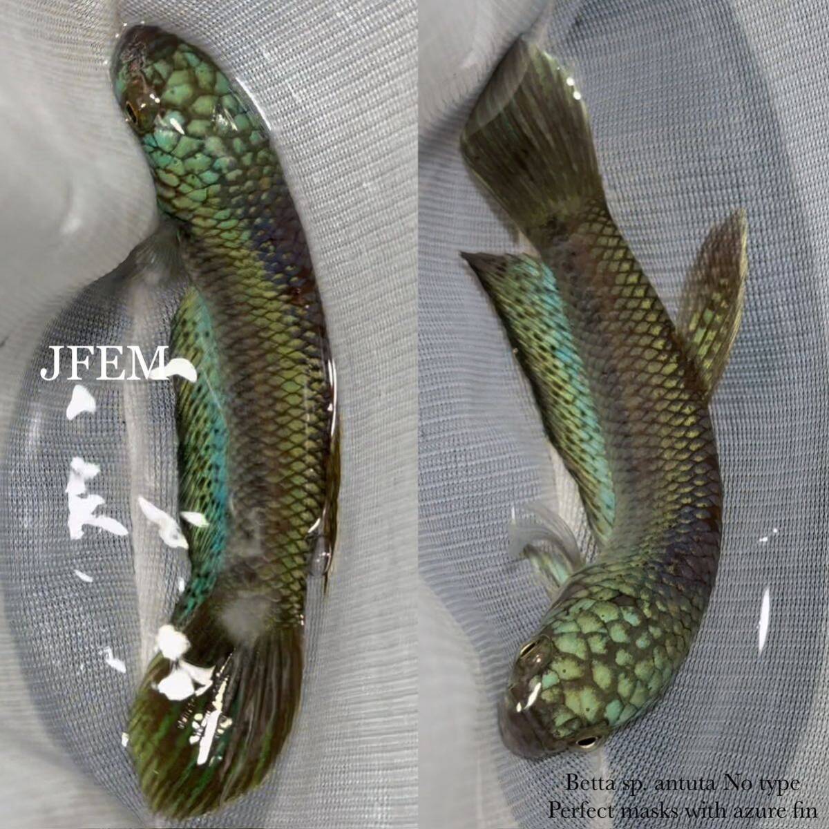 ベタsp.アントゥタNo type / Betta sp. antuta No type / JFEM ジェフェム 20ペア_画像8