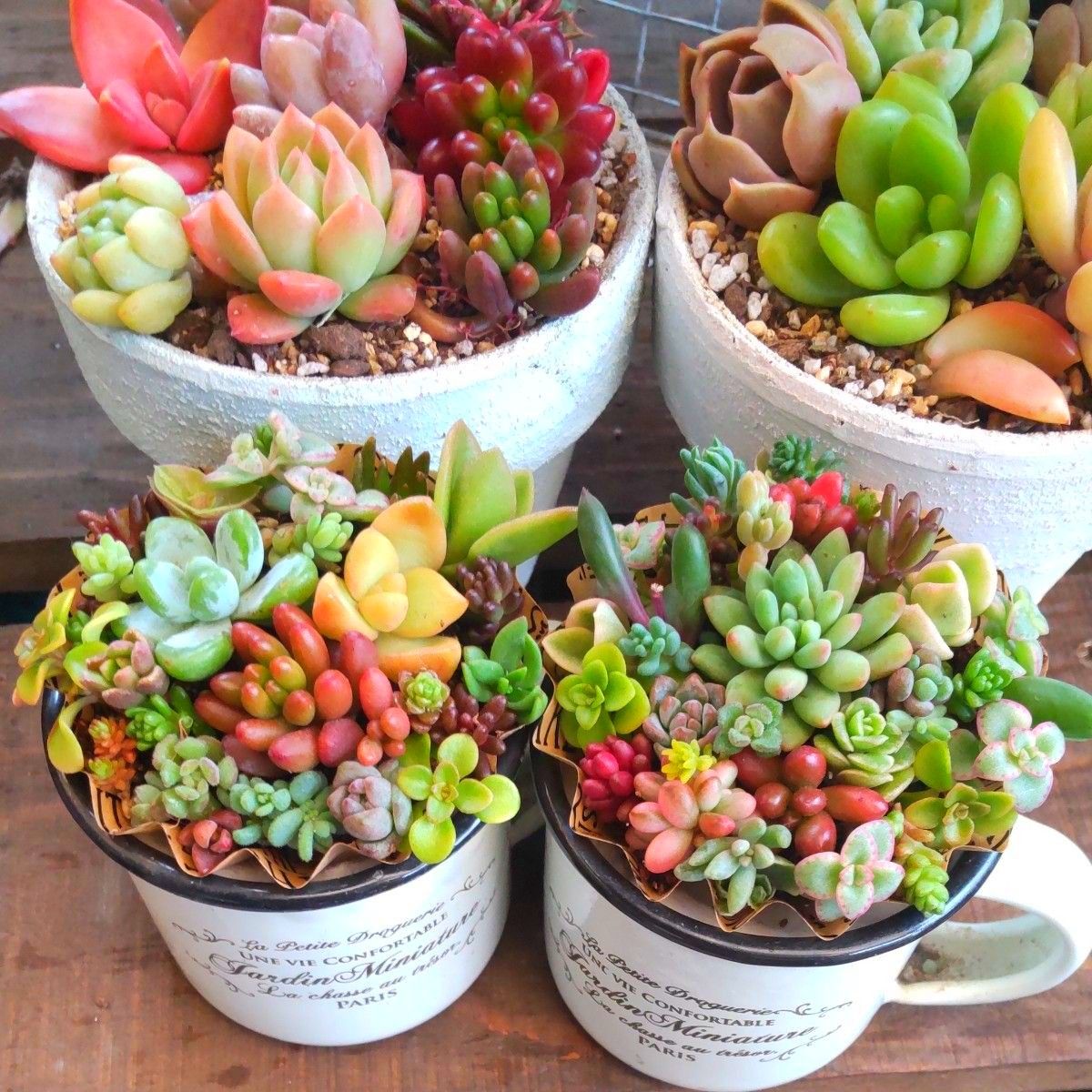 多肉植物 セダムの寄せ植え そのまま飾れる2セット|Yahoo 多肉植物 セダムの寄せ植え そのまま飾れる2セット|Yahoo