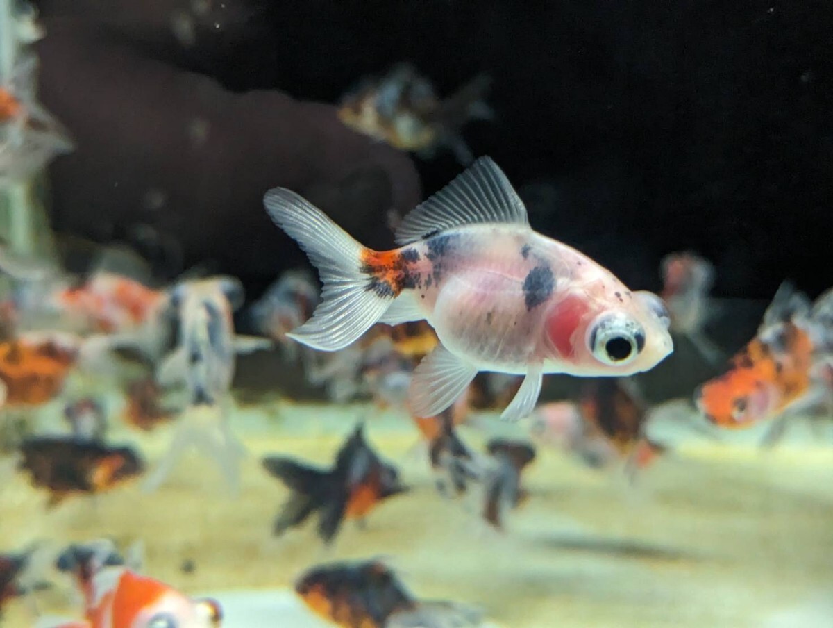 ★１スタ★ キャリコ出目金 ５匹セット 約5〜6cm 金魚 よく食べます♪綺麗な個体♪デメキン♪_画像5