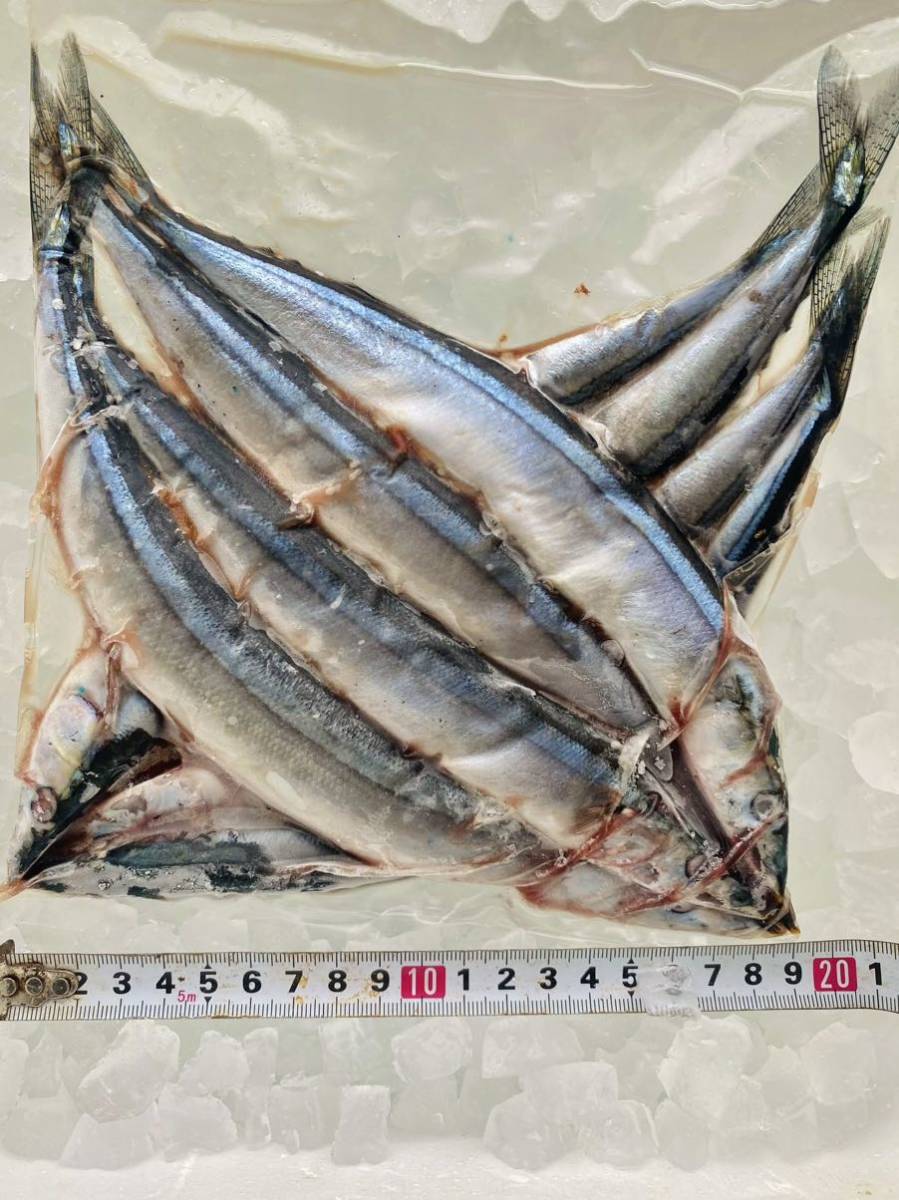 秋刀魚500g！送料一律！愛媛県豊後水道産漁師直送！冷凍発送 さんま サンマ_画像2