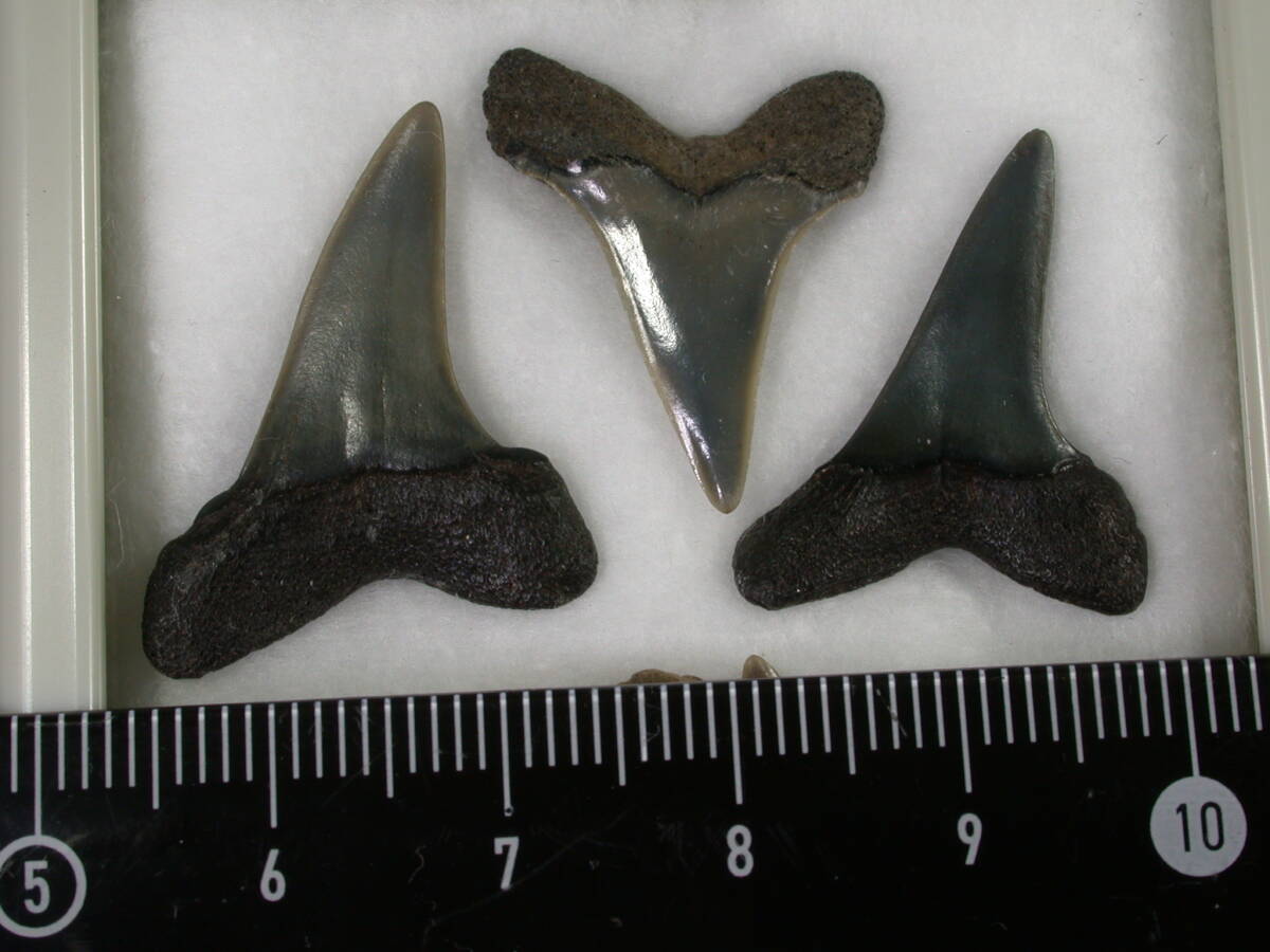 サメの歯　セット　ベルギー産_画像4