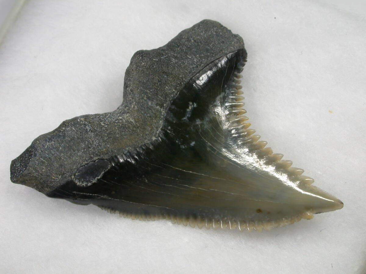 サメの歯　フロリダ産　Hemipristis _画像6