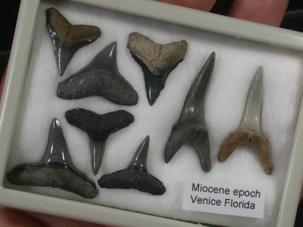 サメの歯セット　フロリダ産　中新世頃_画像1