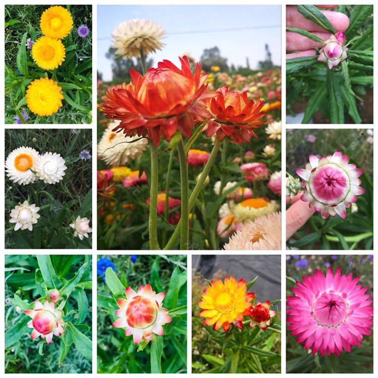 ムギワラギク(麦藁菊)の花色ミックスの種30粒_画像9