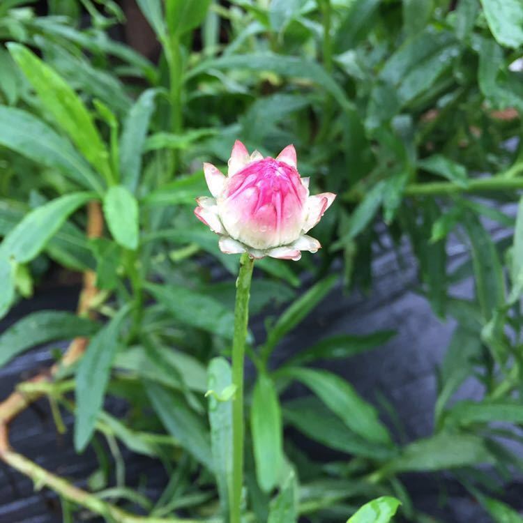 ムギワラギク(麦藁菊)の花色ミックスの種30粒_画像6