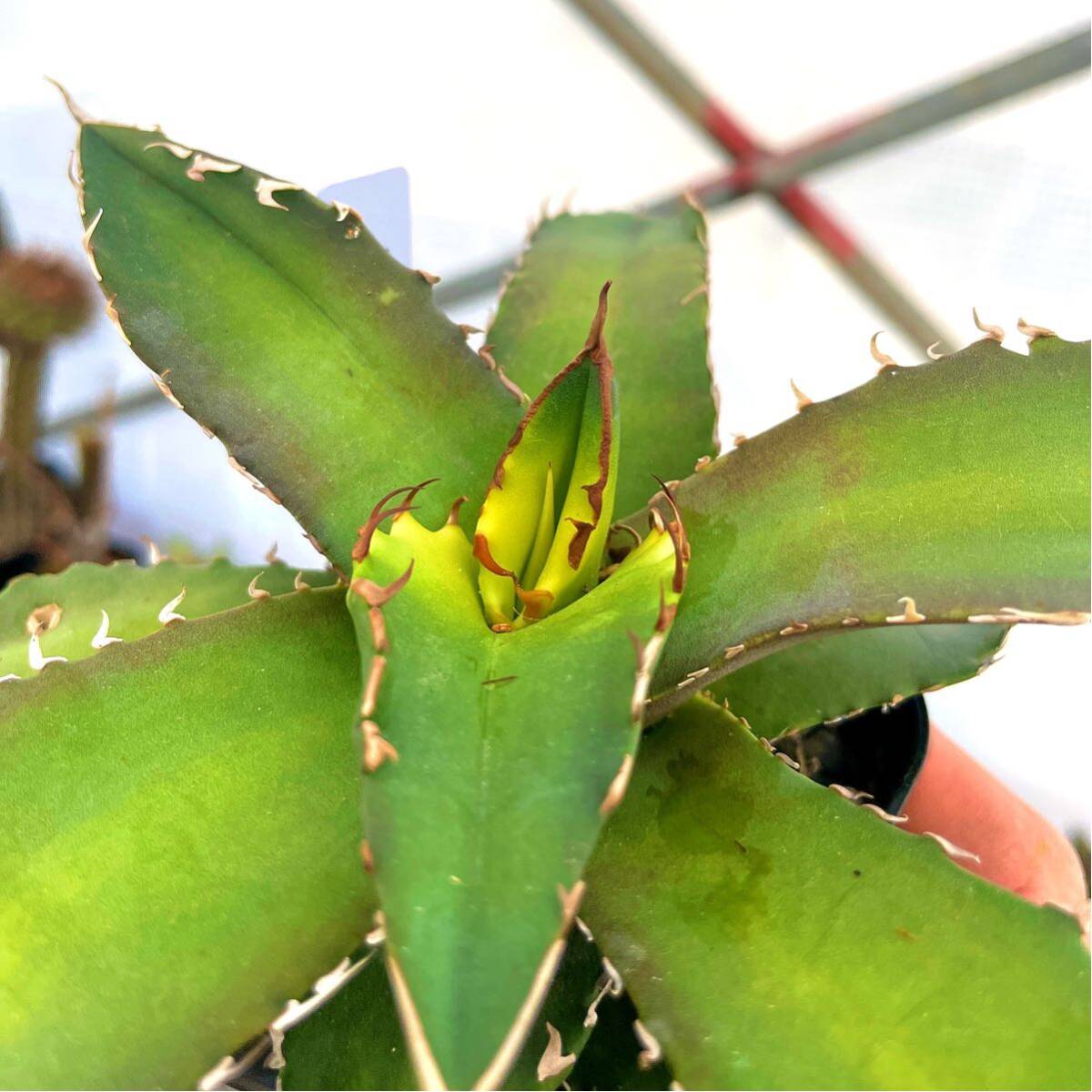 agave titanota sunburst アガベ チタノタ サンバーストの画像3