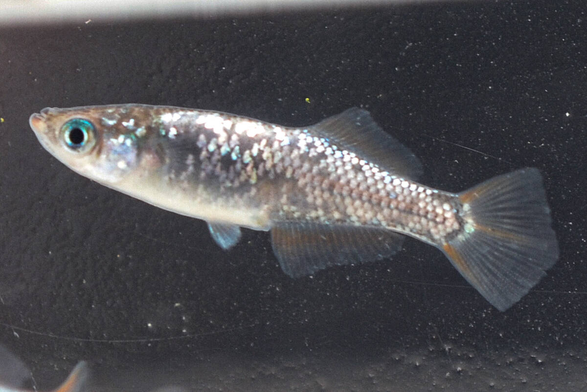 スターラッシュ琥珀　若魚（2023年産まれ） オス3 メス2(現物出品) ikahoff U-0319-35324-a_画像3