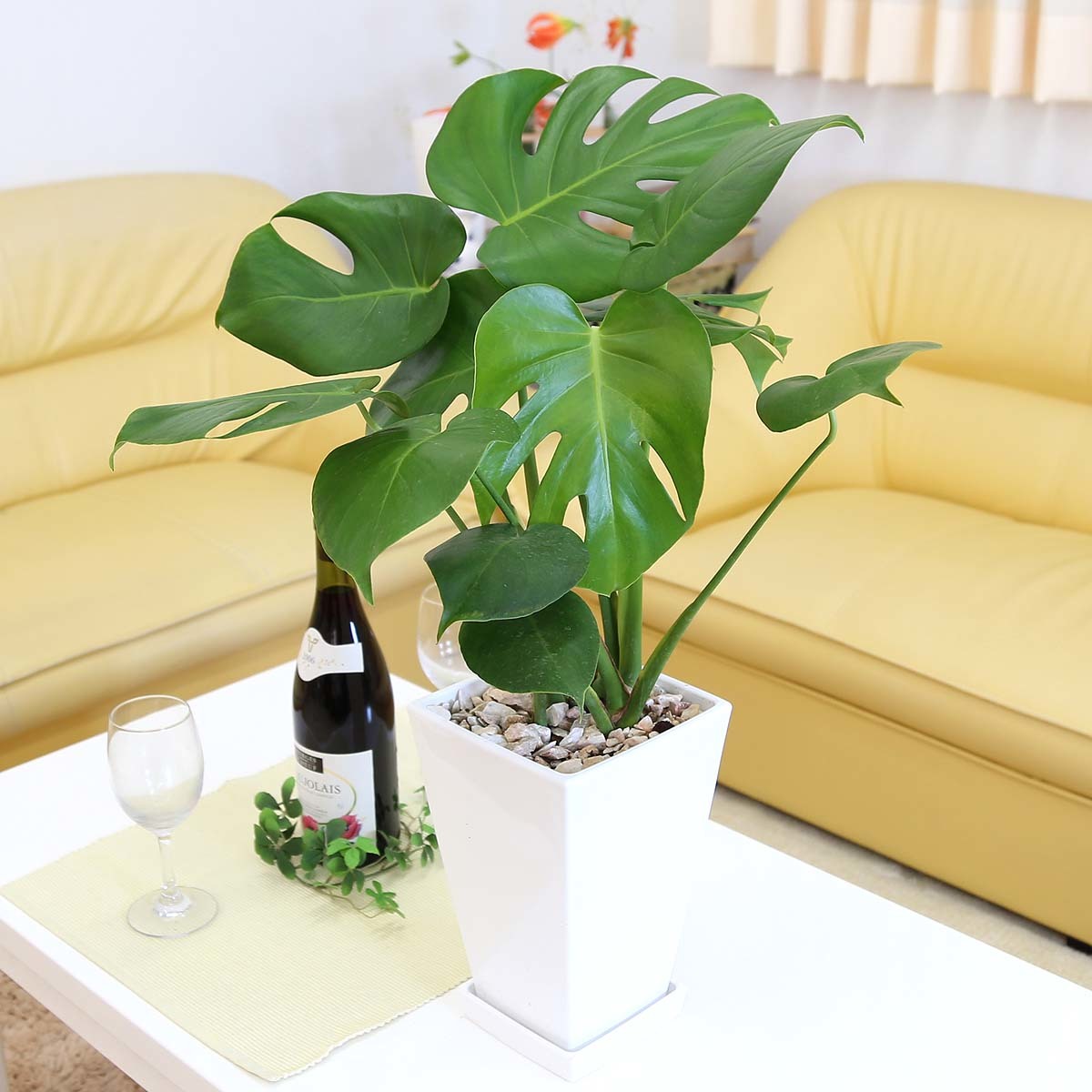  decorative plant monstera 7 number white square plastic pot free shipping 