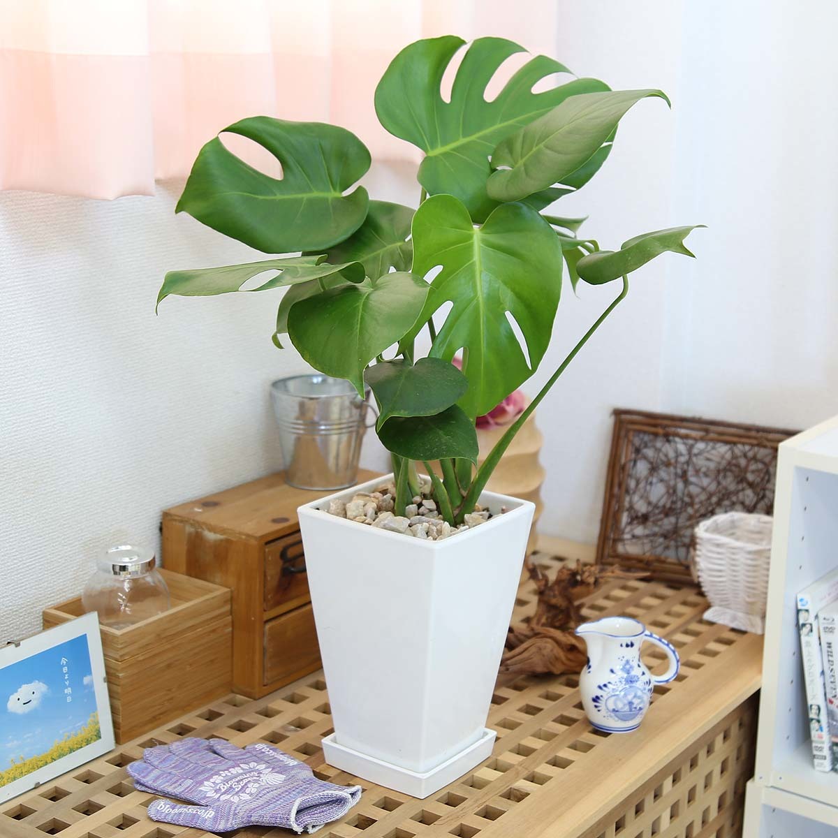  decorative plant monstera 7 number white square plastic pot free shipping 