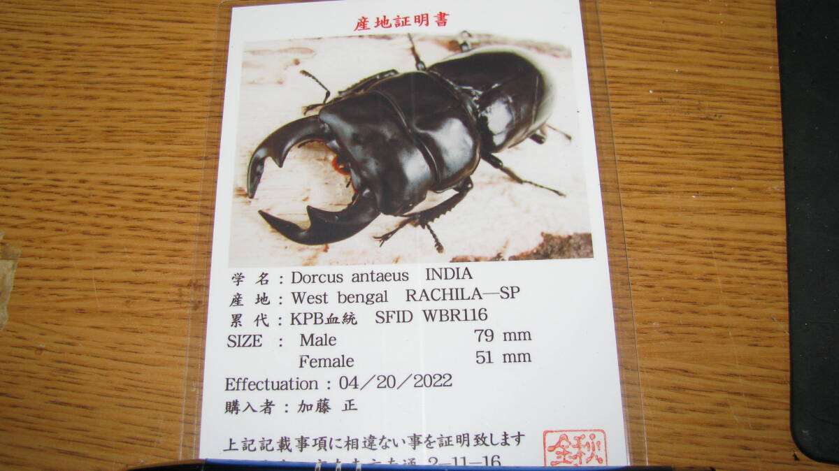 ウエストベンガル ラチラ アンタエウス KPB血統 RACHILA-SP ♂84.7ｍｍ ♀47ｍｍ クワパークの画像3