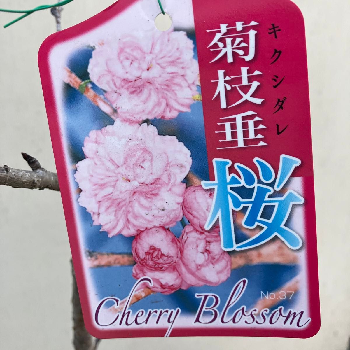 桜　菊枝垂桜