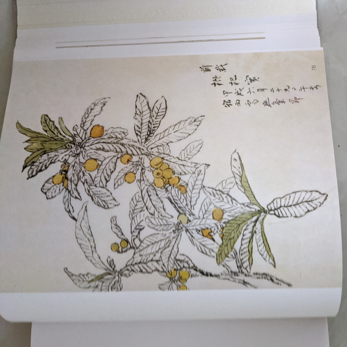 [花]池上秀畝素描集1　京都書院 _画像6