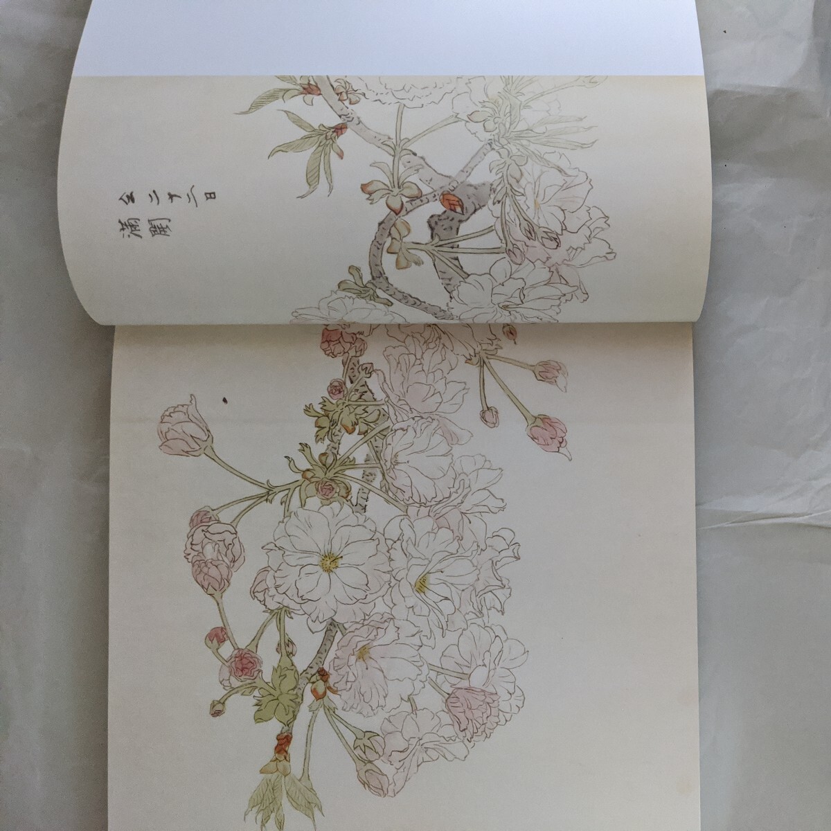 [花]池上秀畝素描集1　京都書院 _画像4