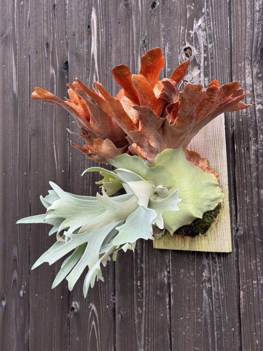 #comolebi# staghorn fern platycerium Platycerium 