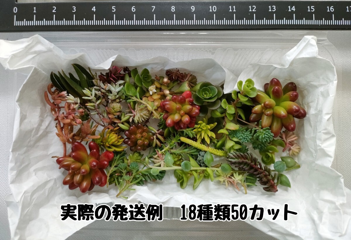 30　多肉植物 カット苗 詰め合わせ