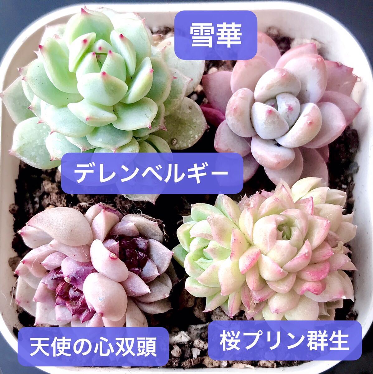 新入荷★韓国苗★4苗セット★天使の心双頭、桜プリン群生、デレンベルギー、雪華★レア種★可愛い紅葉大苗★超美苗★多肉植物★エケベリア_画像2