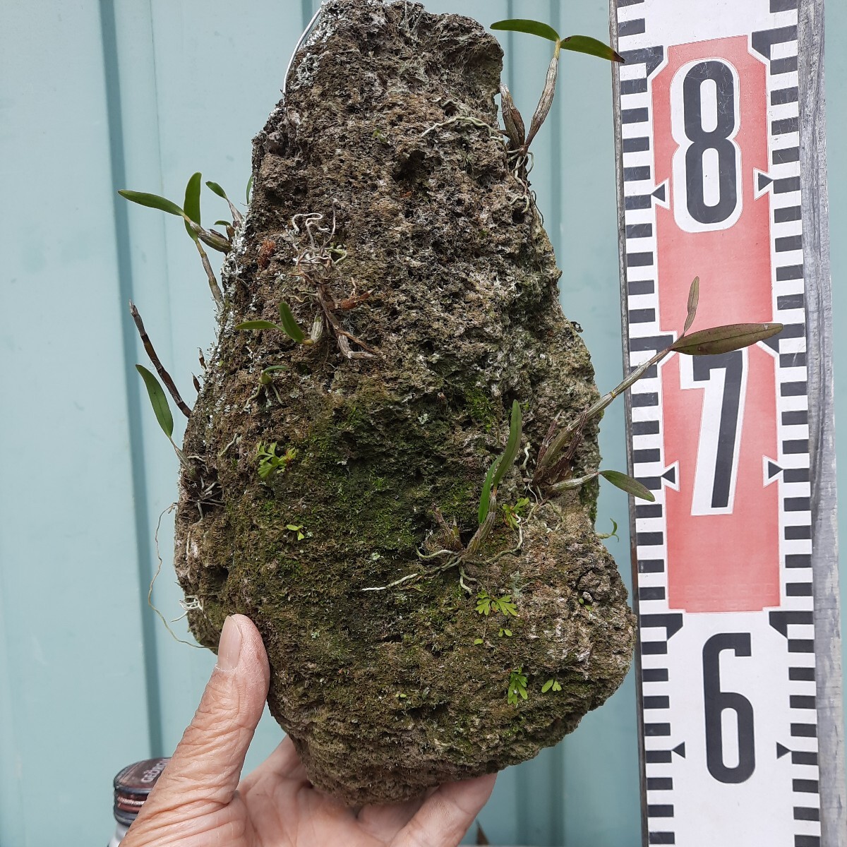 直ぐ苔の付く軽石☆吊り下げ用☆セッコク☆⑥_高芽を植え着けた物かなりの経年