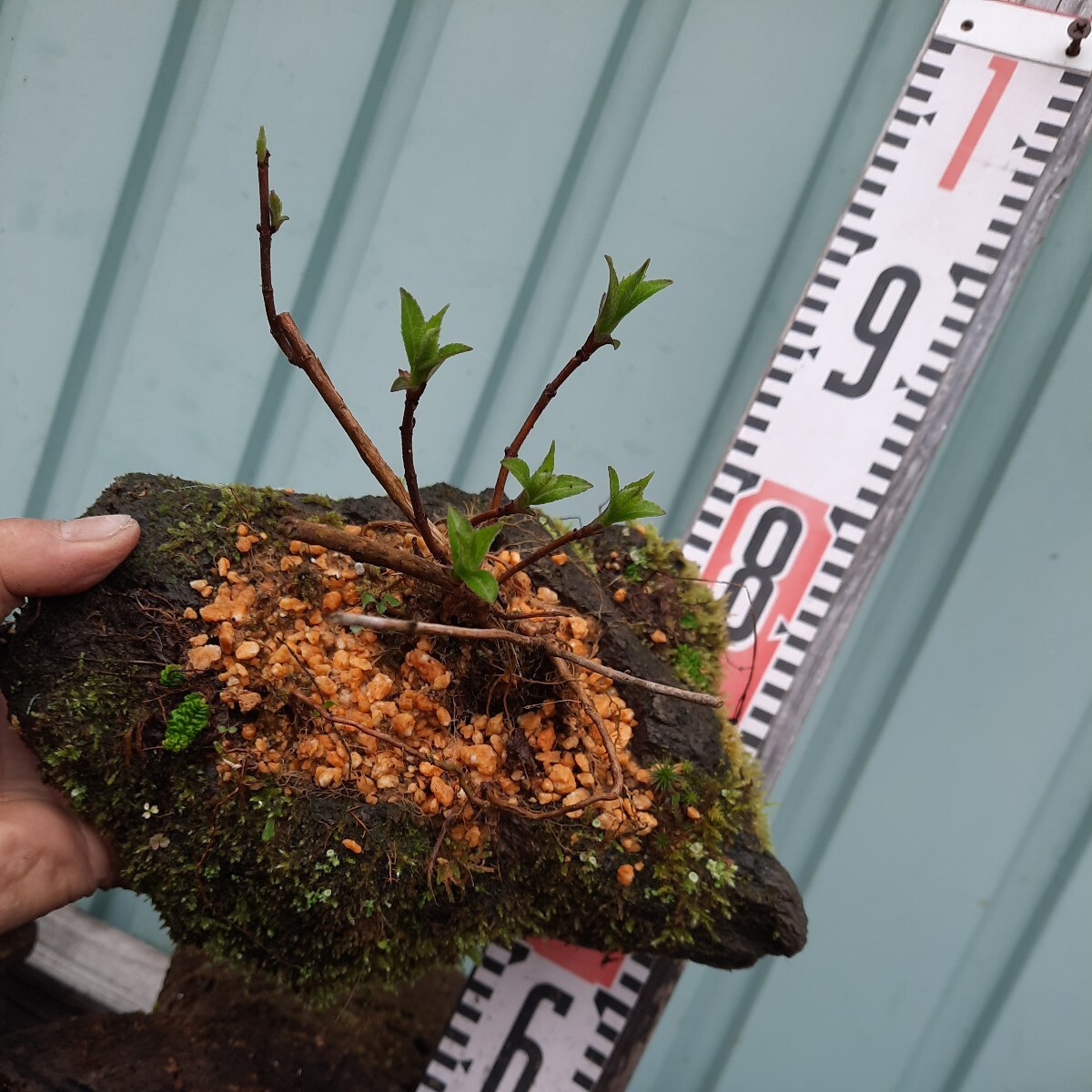 直ぐ苔の付く軽石☆山紫陽花とイワタバコ_画像8