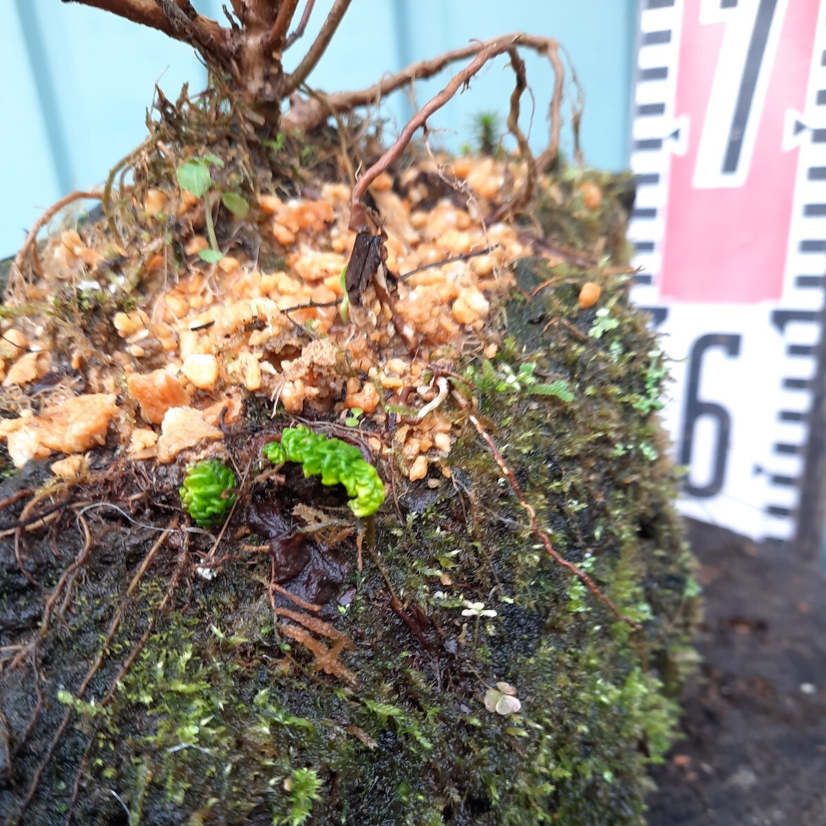 直ぐ苔の付く軽石☆山紫陽花とイワタバコ_画像7