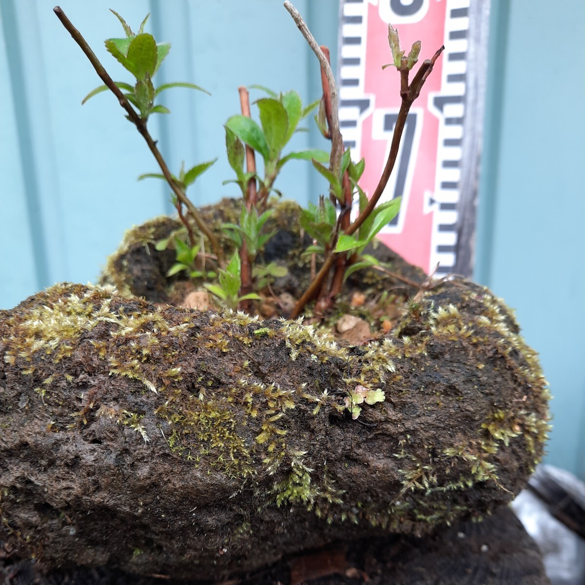 直ぐ苔の付く軽石☆山紫陽花_画像4