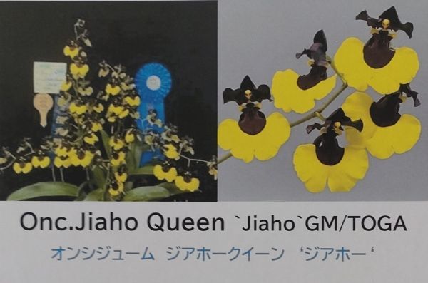 【北軽ガーデン】＊熱帯植物＊Onc.Jiaho Queen `Jiaho`GM/TOGA＊洋ラン交配種＊オンシジューム ジアホークイーン＊見事な花＊の画像1