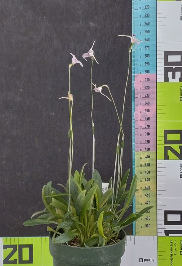 【北軽ガーデン】＊熱帯植物＊Porroglossum sergei＊洋ラン原種＊パルダリウム向き小型種＊ポログロッサム　セルゲイ＊エクアドル原産＊_画像2