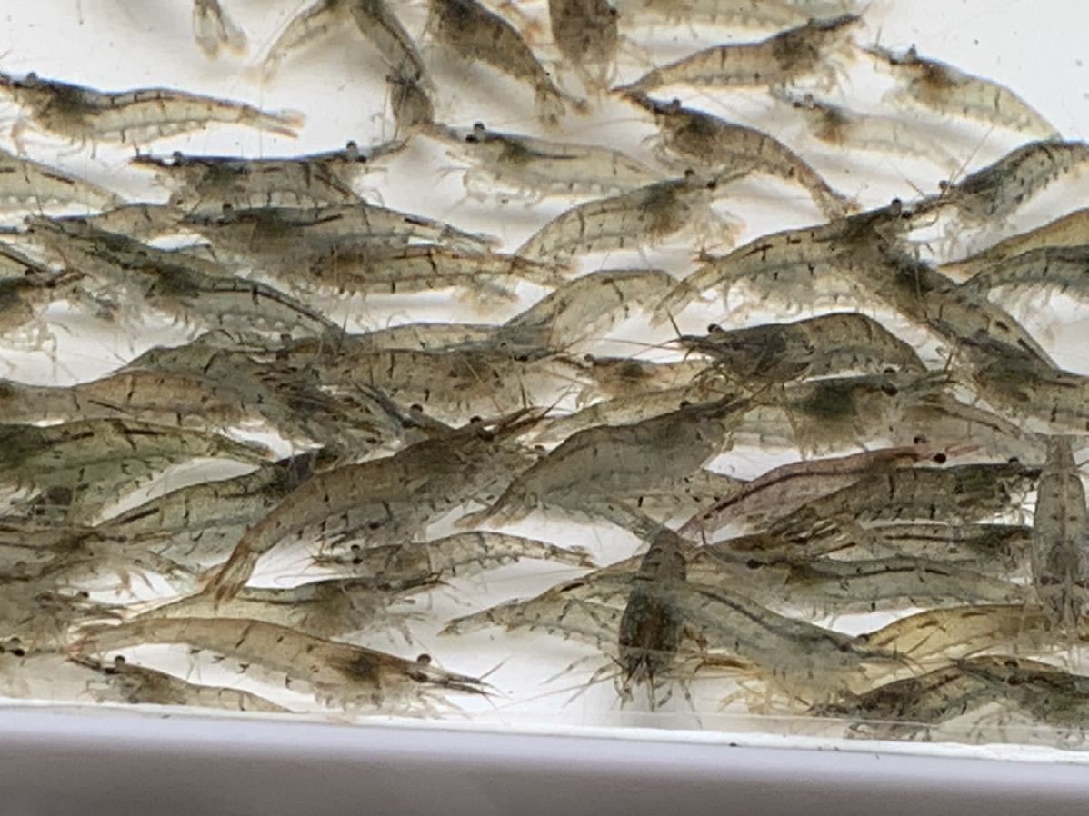 mi Nami freshwater prawn Mix size S~L size (0.5~2.5 centimeter rom and rear (before and after) )me Dakar. ...50g ( approximately 300~350 pcs rom and rear (before and after) ) aqua Like 