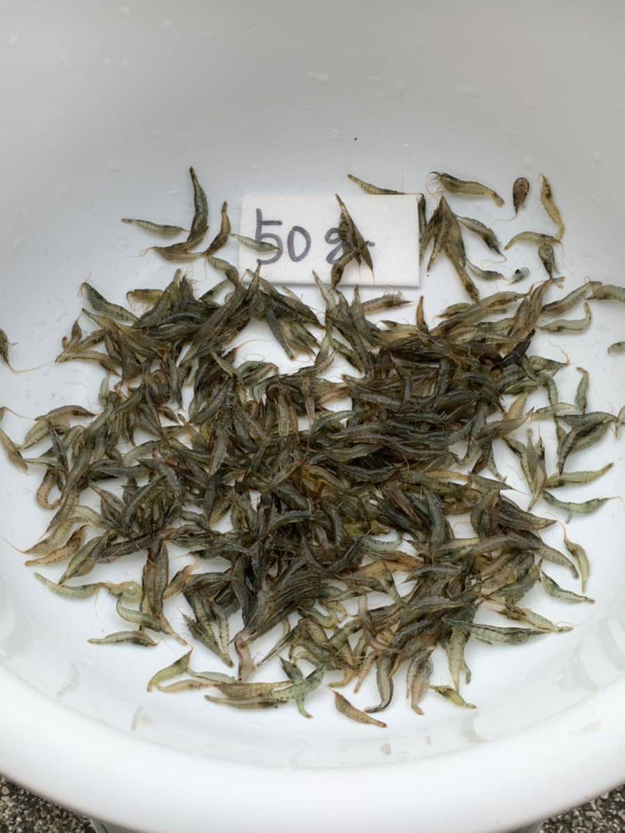 mi Nami freshwater prawn Mix size S~L size (0.5~2.5 centimeter rom and rear (before and after) )me Dakar. ...50g ( approximately 300~350 pcs rom and rear (before and after) ) aqua Like 