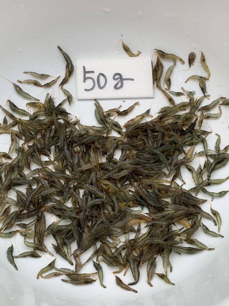 mi Nami freshwater prawn Mix size S~L size (0.5~2.5 centimeter rom and rear (before and after) )me Dakar. ...50g ( approximately 300~350 pcs rom and rear (before and after) ) aqua Like 