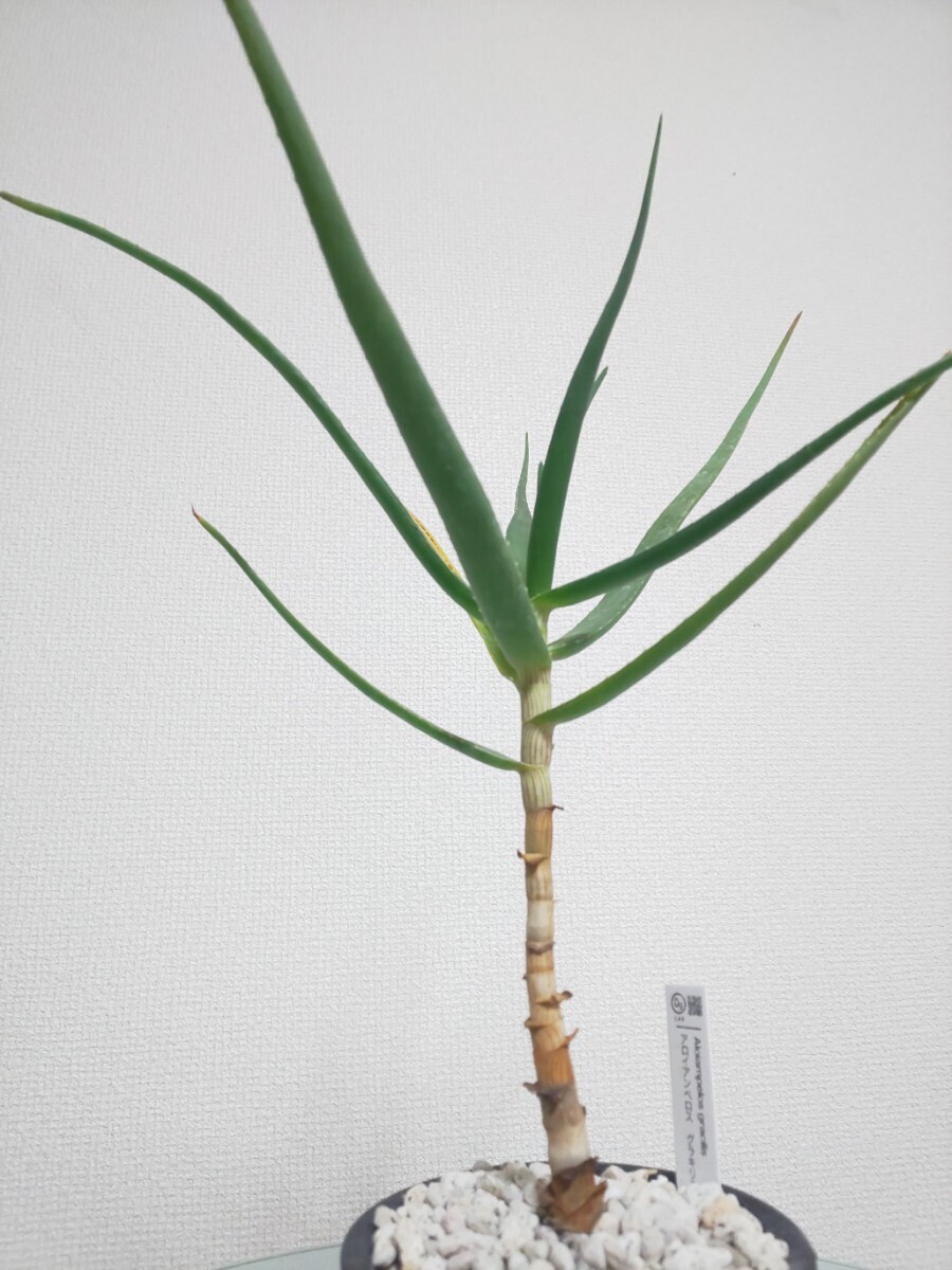 【2種セット】 グラキリス　アルビフローラ　アロエ　Aloiampelos Gracilis / Aloe Albiflora 　観葉植物　多肉植物　アロイアンペロス_画像2