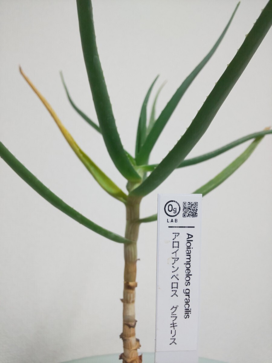 【2種セット】 グラキリス　アルビフローラ　アロエ　Aloiampelos Gracilis / Aloe Albiflora 　観葉植物　多肉植物　アロイアンペロス_画像5