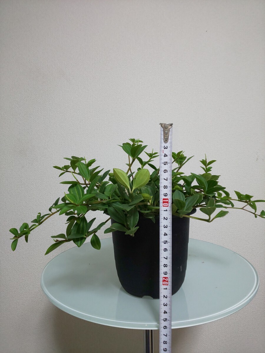 フェアリー　ペペロミア　Peperomia Fairly 観葉植物　多肉植物　インテリア　耐寒性　耐陰性　育てやすい　ストライプ　フォレット ロッソ