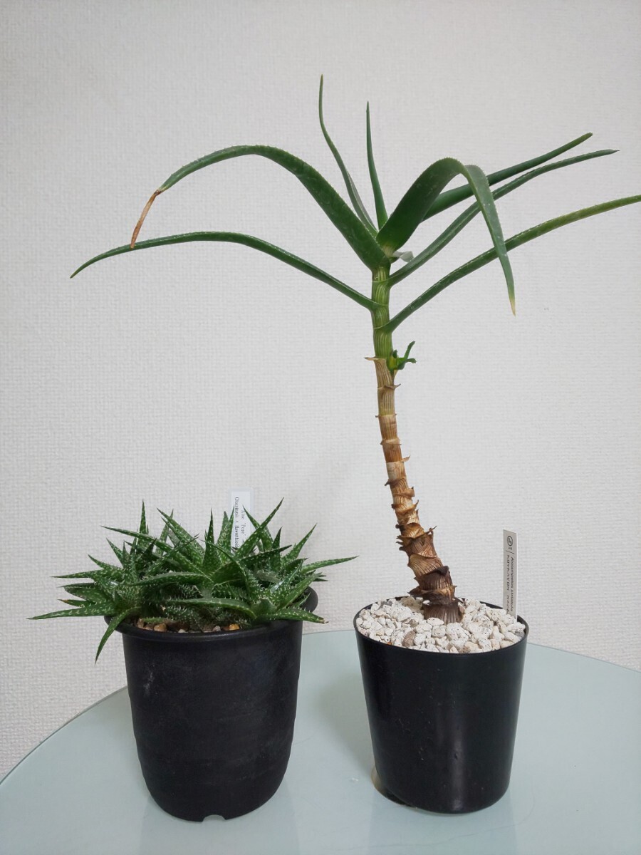 【2種セット】ストリアツラ　ペペ 　アロエ　Aloiampelos Striatula / Aloe Pepe 　観葉植物　多肉植物　ディスコイングシー　木立ち　群生