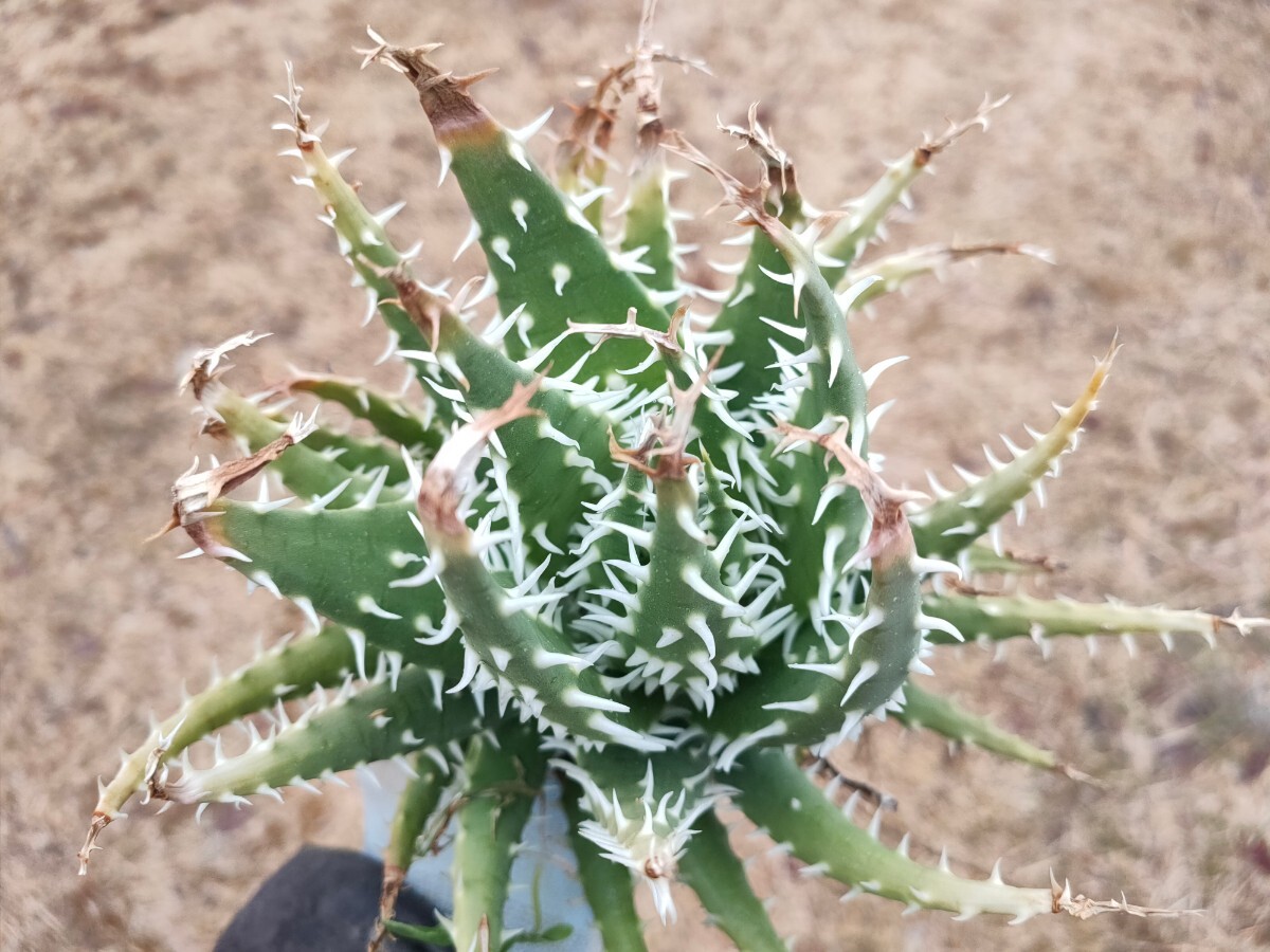 月曜夜〆 アロエ ハイブリッド Aloe hybrid エリナケア× プラテンシス 小ぶりで可愛いですよぅ_画像3
